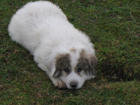 Pyrenäenberghund Hunde Foto 36260 in höherer Auflösung ansehen Pyrenäenberghund Welpen 11/06