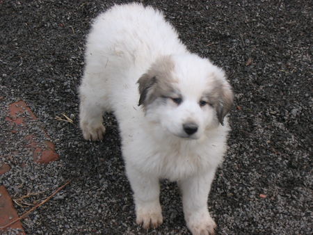 Pyrenäenberghund Hunde Foto 36263 in höherer Auflösung ansehen Pyrenäenberghund Welpen 11/06