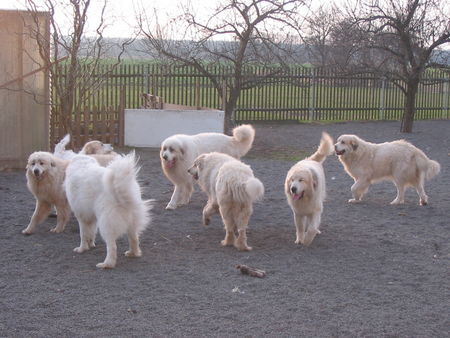 Pyrenäenberghund Hunde Foto 42017 in höherer Auflösung ansehen Pyrenäenberghund of the living Snowdrift