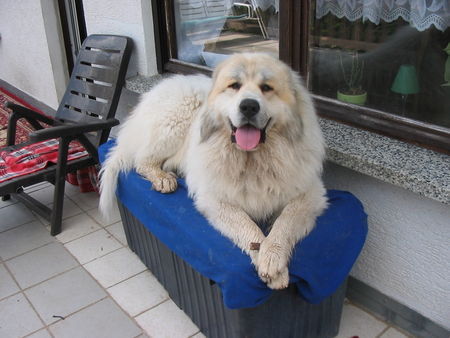 Pyrenäenberghund Hunde Foto 38941 in höherer Auflösung ansehen Pyrenäenberghund Bushido