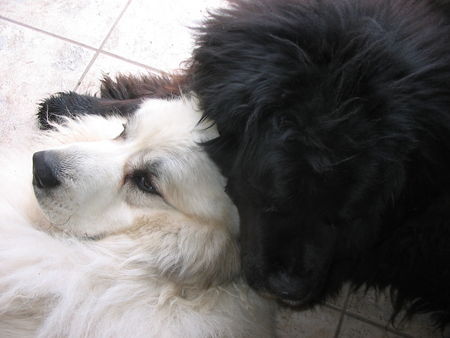 Pyrenäenberghund Hunde Foto 38938 in höherer Auflösung ansehen Pyrenäenberghund Bijou mit Neufundländer Balu