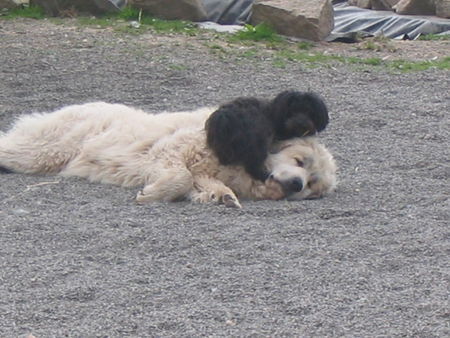 Pyrenäenberghund Hunde Foto 38942 in höherer Auflösung ansehen Pyrenäenberghund Charmain mit Emily