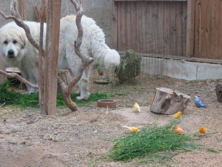 Pyrenäenberghund Hunde Foto 38944 in höherer Auflösung ansehen Pyrenäenberghund Alida