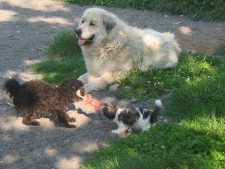 Pyrenäenberghund Hunde Foto 38943 in höherer Auflösung ansehen Pyrenäenberghund Allegra mit Emily und Tosca
