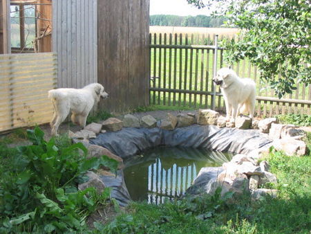 Pyrenäenberghund Don Balu mit Charmain