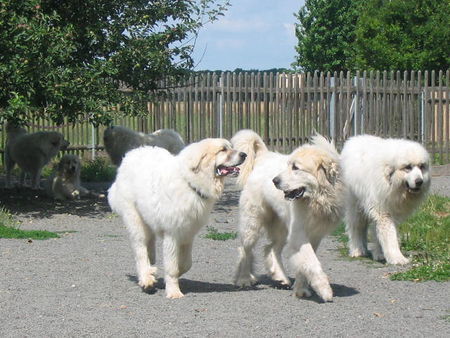 Pyrenäenberghund Hunde Foto 38935 in höherer Auflösung ansehen Pyrenäenberghund Don Balu, Bluebell und Bijou