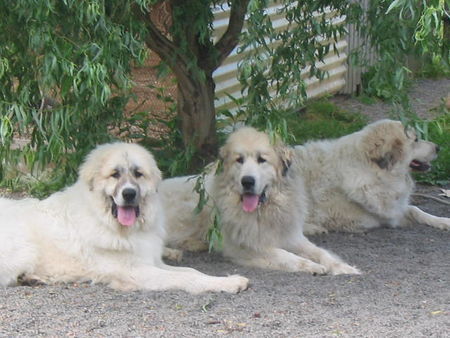 Pyrenäenberghund Hunde Foto 38933 in höherer Auflösung ansehen Pyrenäenberghund Don Balu (links) zu Besuch
