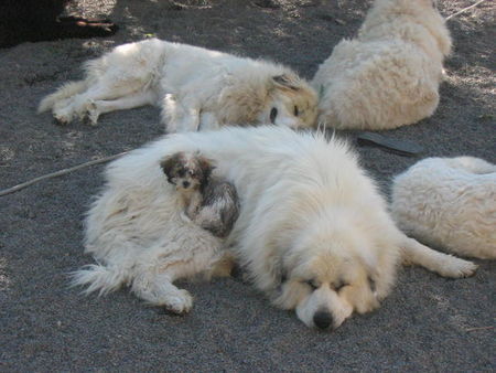 Pyrenäenberghund Hunde Foto 38932 in höherer Auflösung ansehen Pyrenäenberghund Toscas bester Freund Bijou