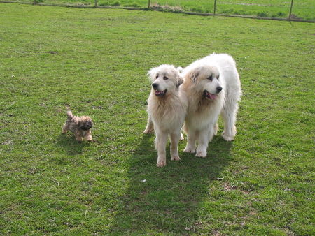 Pyrenäenberghund Hunde Foto 41743 in höherer Auflösung ansehen Pyrenäenberghund für A.Brock und ihren Kindergarten