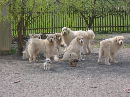 Pyrenäenberghund Hunde Foto 41663 in höherer Auflösung ansehen Pyrenäenberghund of the living Snowdrift