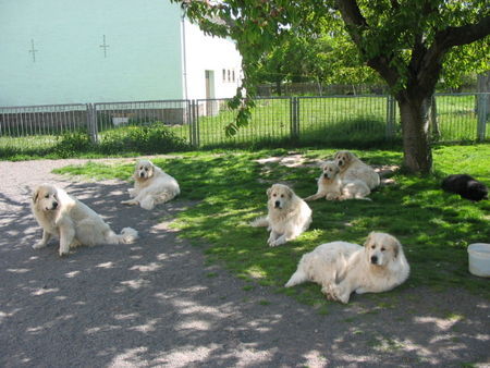 Pyrenäenberghund Hunde Foto 42015 in höherer Auflösung ansehen Pyrenäenberghund of the living Snowdrift