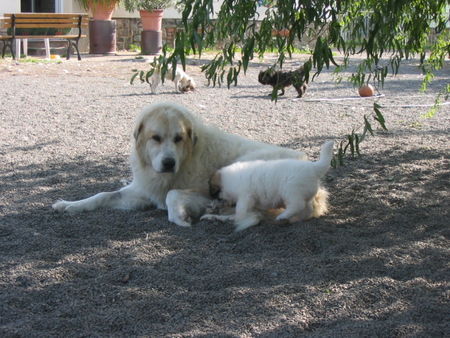 Pyrenäenberghund Hunde Foto 43394 in höherer Auflösung ansehen Pyrenäenberghund of the living Snowdrift