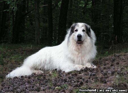Pyrenäenberghund Hunde Foto 44701 Pyrenäenberghund Monty 2