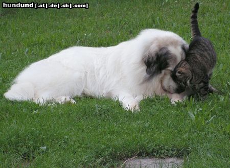 Pyrenäenberghund Hunde Foto 44699 Pyrenäenberghund Monty und die Katze Teddy