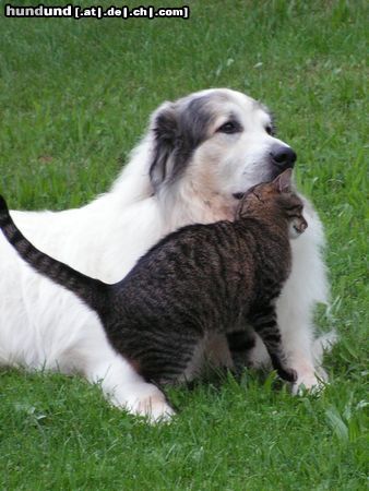 Pyrenäenberghund Hunde Foto 44700 Pyrenäenberghund Monty und die Katze Teddy 2
