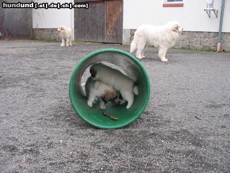 Pyrenäenberghund Hunde Foto 44013 in höherer Auflösung ansehen Pyrenäenberghund of the living Snowdrift