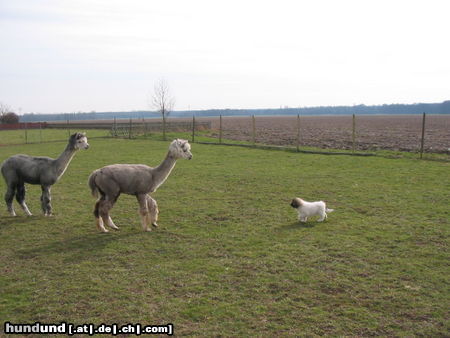 Pyrenäenberghund Hunde Foto 44009 in höherer Auflösung ansehen Pyrenäenberghund of the living Snowdrift