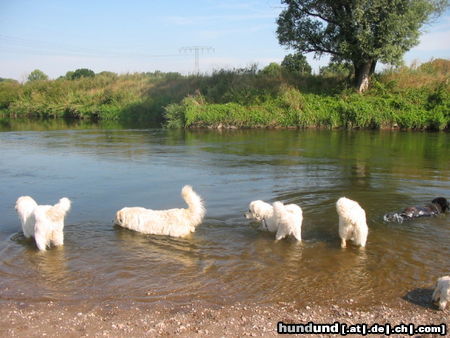Pyrenäenberghund Hunde Foto 45556 in höherer Auflösung ansehen Pyrenäenberghund Pyris' im Urlaub