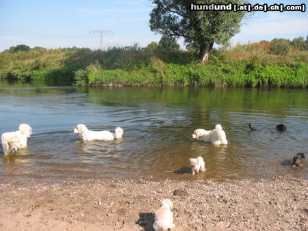 Pyrenäenberghund Hunde Foto 45557 in höherer Auflösung ansehen Pyrenäenberghund Pyris im Urlaub