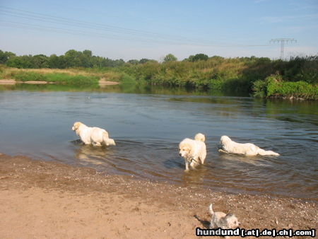 Pyrenäenberghund Hunde Foto 45558 in höherer Auflösung ansehen Pyrenäenberghund Pyris im Urlaub