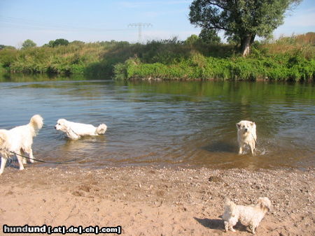 Pyrenäenberghund Hunde Foto 45559 in höherer Auflösung ansehen Pyrenäenberghund Pyris im Urlaub