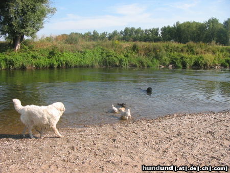 Pyrenäenberghund Hunde Foto 45560 in höherer Auflösung ansehen Pyrenäenberghund Pyris im Urlaub