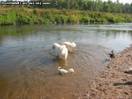 Pyrenäenberghund Hunde Foto 45569 in höherer Auflösung ansehen Pyrenäenberghund Pyris im Urlaub