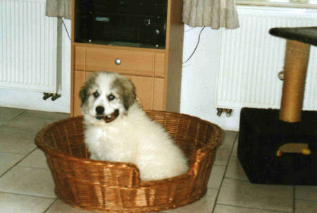 Pyrenäenberghund Hunde Foto 30045 in höherer Auflösung ansehen Pyrenäenberghund Mein Schweineohr-wo bloß hin damit?