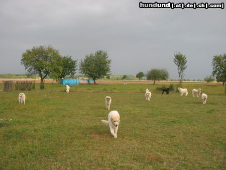 Pyrenäenberghund Hunde Foto 45573 in höherer Auflösung ansehen Pyrenäenberghund Pyris im Urlaub