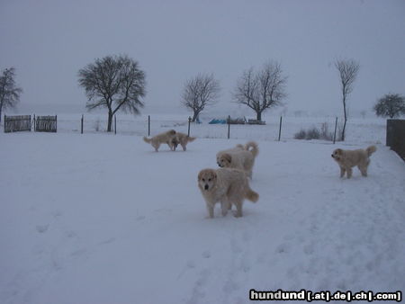 Pyrenäenberghund Hunde Foto 45574 in höherer Auflösung ansehen Pyrenäenberghund Pyris im Winter