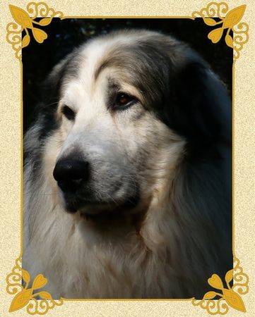 Pyrenäenberghund Hunde Foto 43112 in höherer Auflösung ansehen Pyrenäenberghund Monty