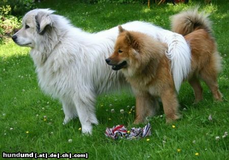 Pyrenäenberghund Pyrenäenberghündin Cleo mit ihrer Eurasier-Freundin Luna