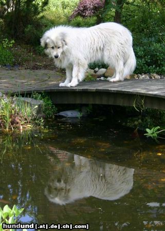 Pyrenäenberghund Cleo beim Blick in den 