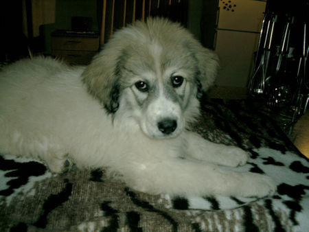 Pyrenäenberghund Hunde Foto 37083 in höherer Auflösung ansehen Pyrenäenberghund