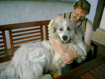 Pyrenäenberghund Hunde Foto 39732 in höherer Auflösung ansehen Pyrenäenberghund