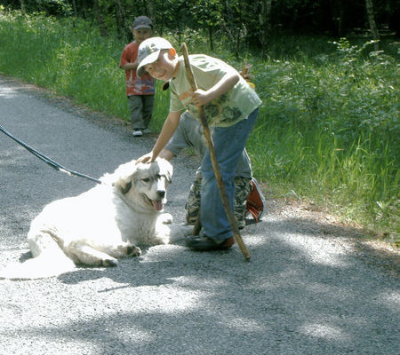 Pyrenäenberghund Hunde Foto 38436 in höherer Auflösung ansehen Pyrenäenberghund Casy