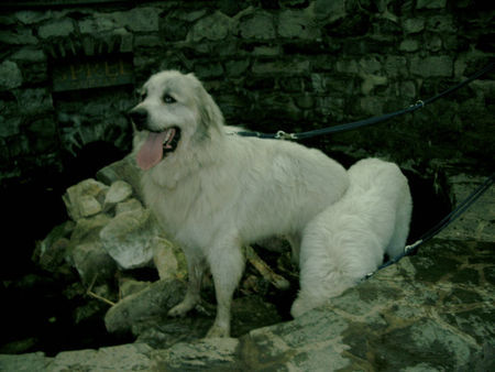Pyrenäenberghund Hunde Foto 38434 in höherer Auflösung ansehen Pyrenäenberghund Benett