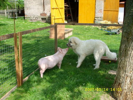 Pyrenäenberghund Hunde Foto 38945 in höherer Auflösung ansehen Pyrenäenberghund Don Balu