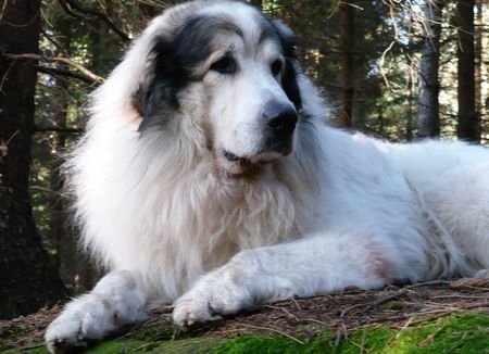 Pyrenäenberghund Hunde Foto 43113 in höherer Auflösung ansehen Pyrenäenberghund Monty