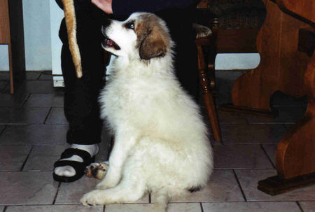 Pyrenäenberghund Hunde Foto 30046 in höherer Auflösung ansehen Pyrenäenberghund Gibts nochwas?