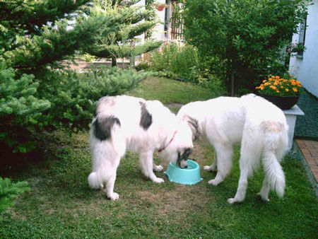 Pyrenäenberghund Hunde Foto 32624 in höherer Auflösung ansehen Pyrenäenberghund spreequellwasser schmeckt lecker