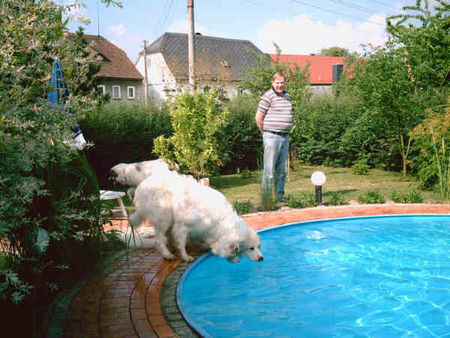 Pyrenäenberghund Hunde Foto 32625 in höherer Auflösung ansehen Pyrenäenberghund Badesaison ist eröffnet