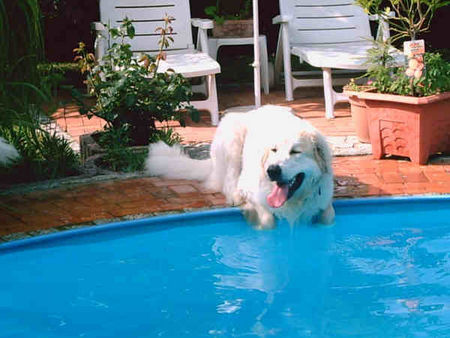 Pyrenäenberghund Hunde Foto 32627 in höherer Auflösung ansehen Pyrenäenberghund vom vielen laufen über die großen Wiesen (kühlen)
