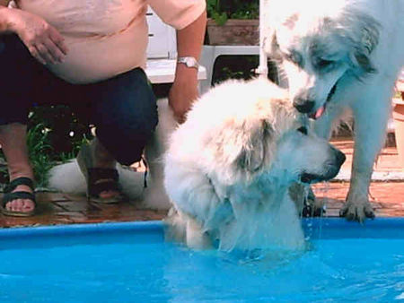 Pyrenäenberghund Hunde Foto 32628 in höherer Auflösung ansehen Pyrenäenberghund komm Schwesterherz ich helfe dir raus