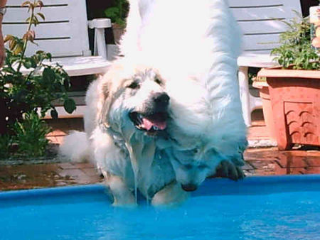 Pyrenäenberghund Hunde Foto 32629 Pyrenäenberghund lass mich mal von deinen Wasser propieren
