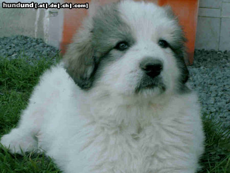 Pyrenäenberghund Hunde Foto 44157 in höherer Auflösung ansehen Pyrenäenberghund