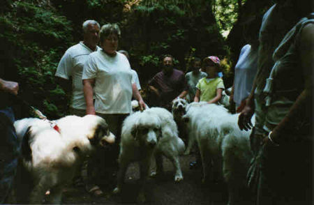 Pyrenäenberghund Hunde Foto 32540 in höherer Auflösung ansehen Pyrenäenberghund Pyri-Treffen in Eisenach ein traumschönes Wochenende in Eisenach