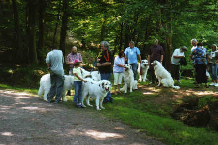 Pyrenäenberghund Hunde Foto 32541 in höherer Auflösung ansehen Pyrenäenberghund Pyri-Treffen in Eisenach ein traumschönes Wochenende in Eisenach
