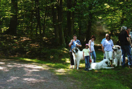 Pyrenäenberghund Hunde Foto 32543 in höherer Auflösung ansehen Pyrenäenberghund Pyri-Treffen in Eisenach ein traumschönes Wochenende in Eisenach