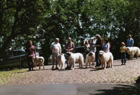 Pyrenäenberghund Hunde Foto 32544 in höherer Auflösung ansehen Pyrenäenberghund Pyri-Treffen in Eisenach ein traumschönes Wochenende in Eisenach